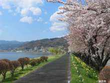 諏訪湖６桜