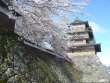 高島城桜１